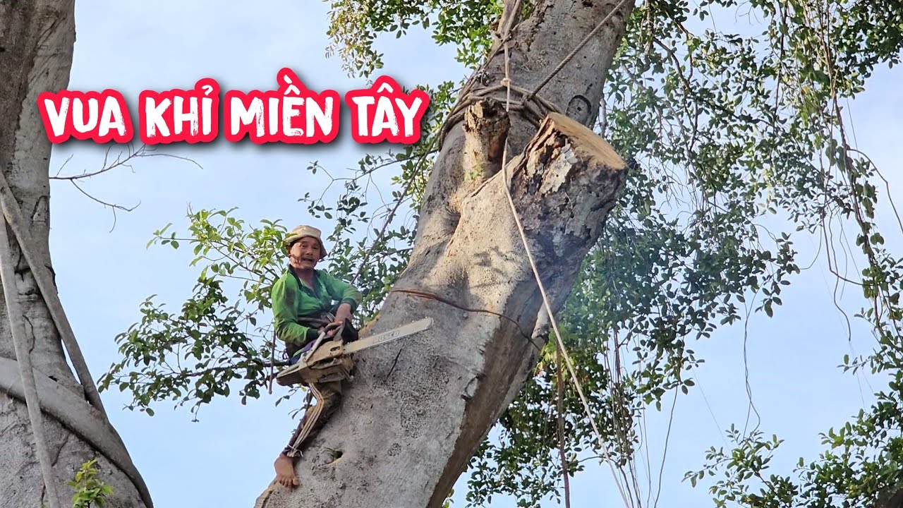 Nín thở !!! Vua Khỉ treo thân cây Da trên 200 tuổi rất sợ đứt dây vì nặng (Phần cuối).