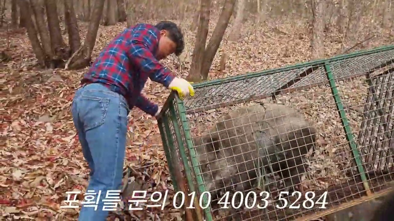 여우같은 대물 멧돼지 받고 3마리 더 옮기기 보급형 멧돼지 포획틀에 위력(문의 010 4003 5284)