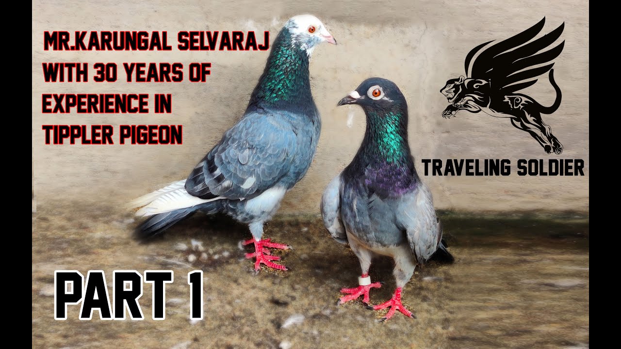 Mr. KARUNGAL SELVARAJ WITH 30 YEARS OF  EXPERIENCE IN TIPPLER PIGEON #PART-1