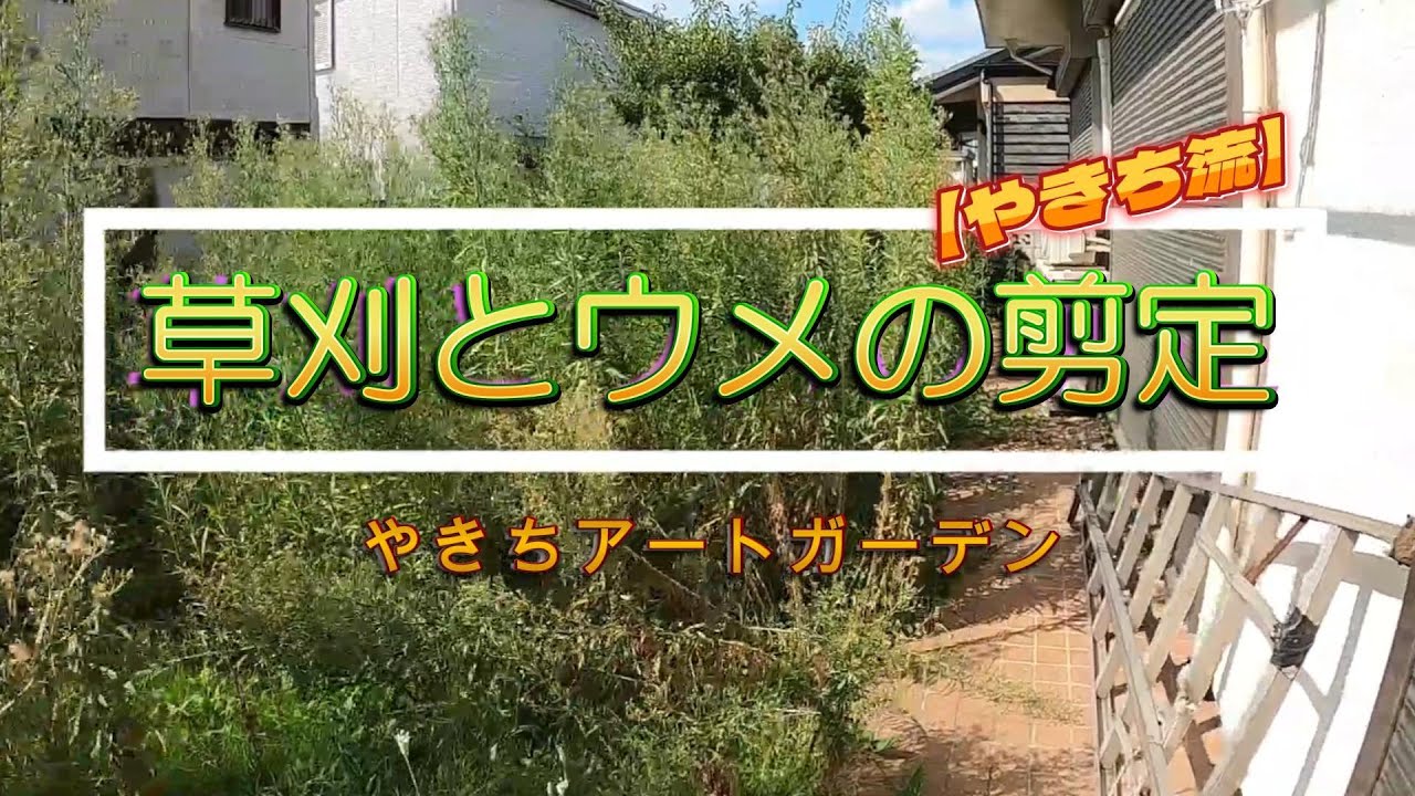 【植木】草刈りとウメの剪定【やきち流】