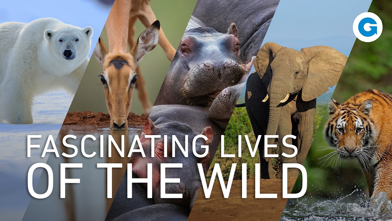 Nature&rsquo;s Marvels: Elephants, Hippos & Rhinos, Antelopes, Bears and Cats |&nbsp;Extra Long Documentary