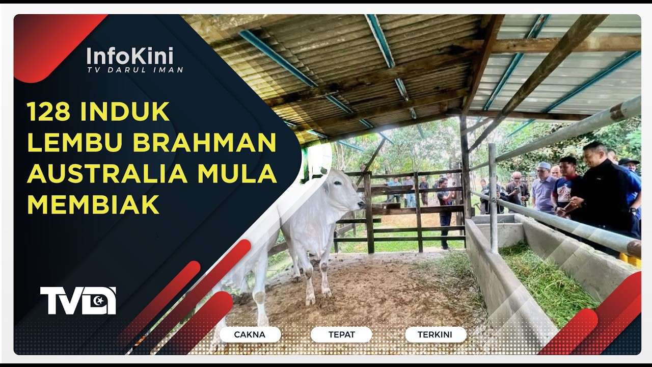 128 Induk Lembu Brahman Australia Mula Membiak