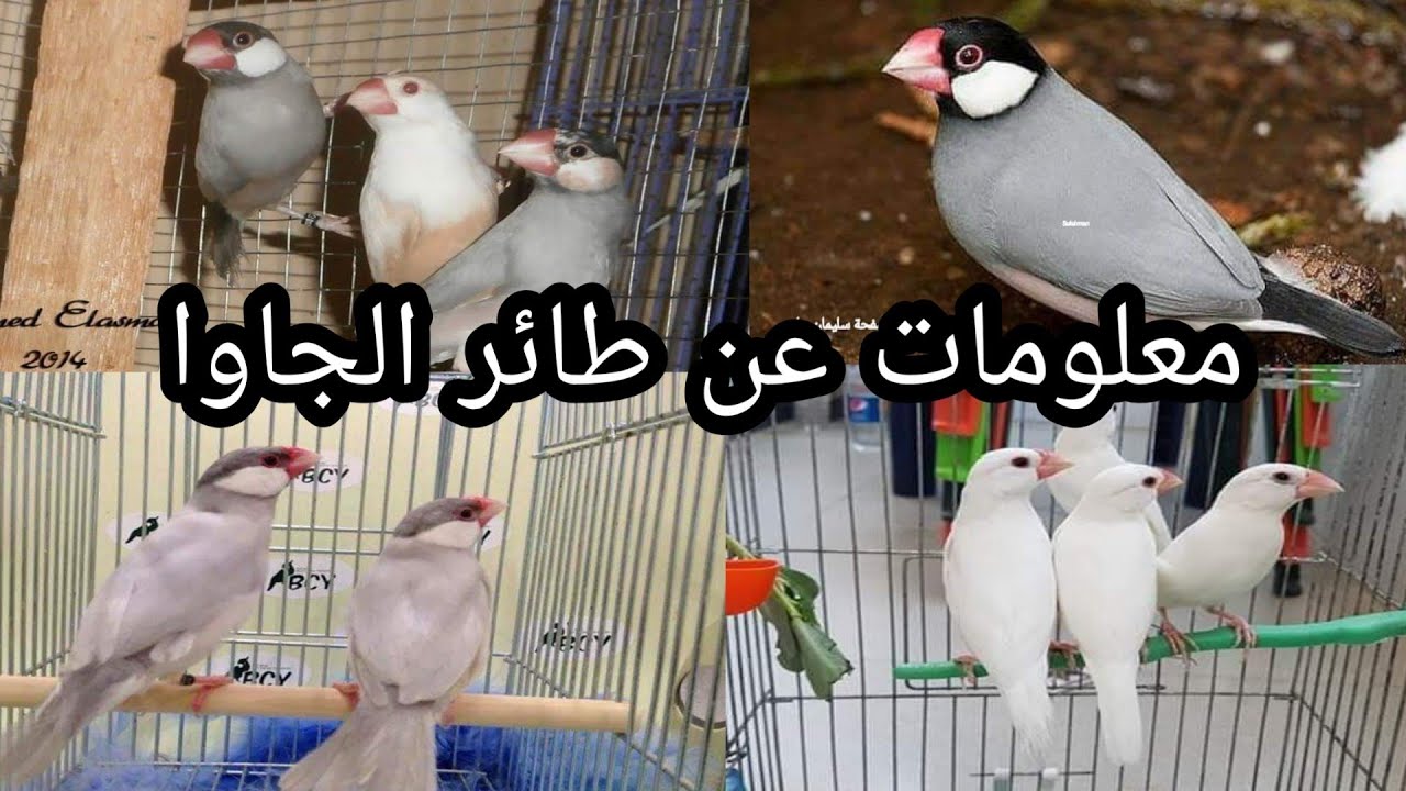 الجاوا وأنواعه❤ مع معلومات عامة على هذا الطائر  2020
