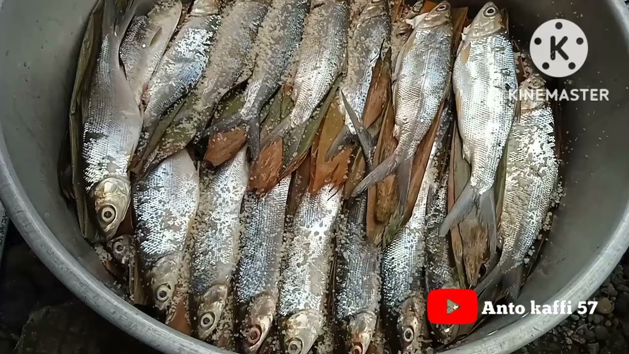 Cara membuat BANDENG PRESTO TULANG LUNAK (SUPER LUNAK) Bawal presto/tawes presto, dll