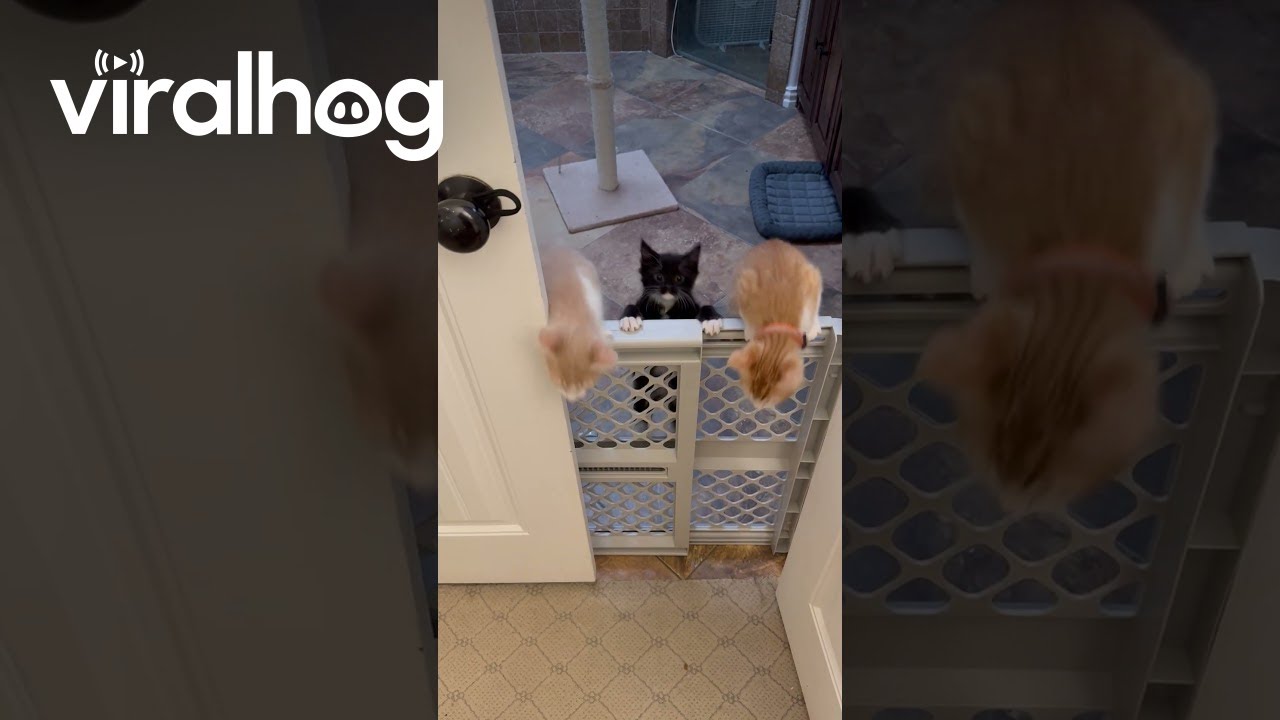Kittens Climb Over Baby Gate || ViralHog