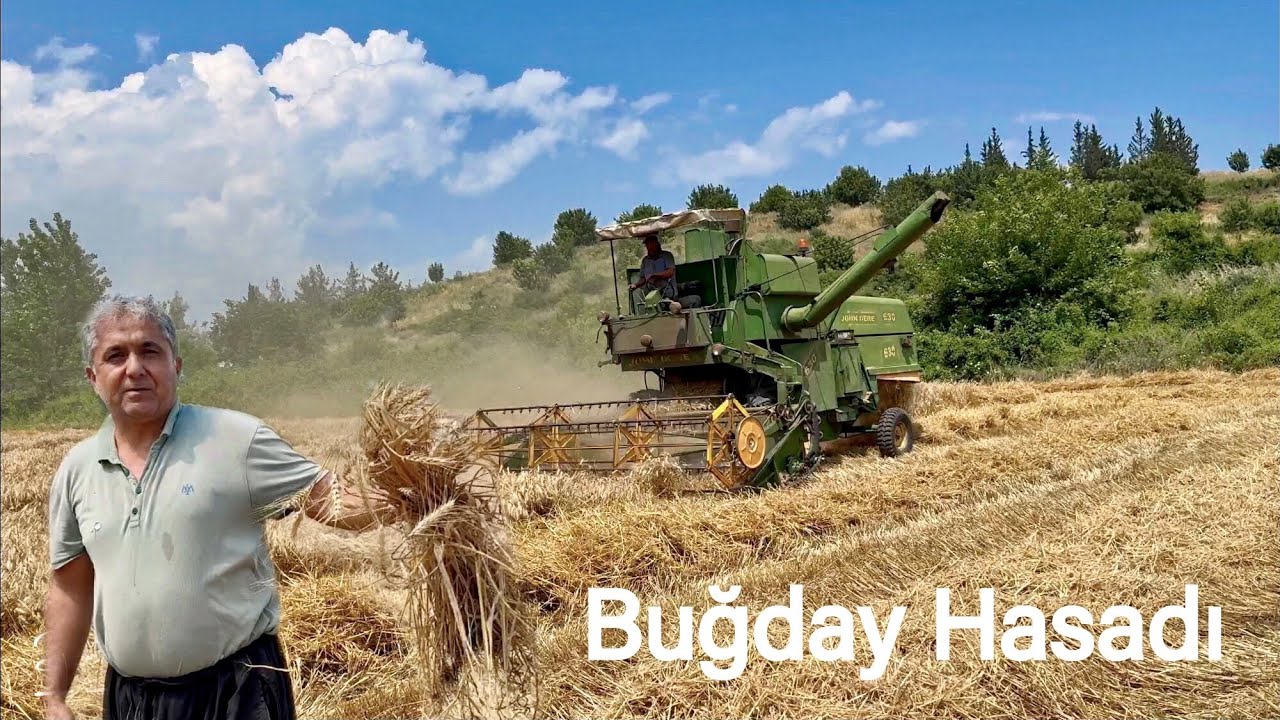 Fırtınalı Yağmurda Yatan Buğday Dekara 500Kg Verdi / Buğdayda  Hasat Başladı !