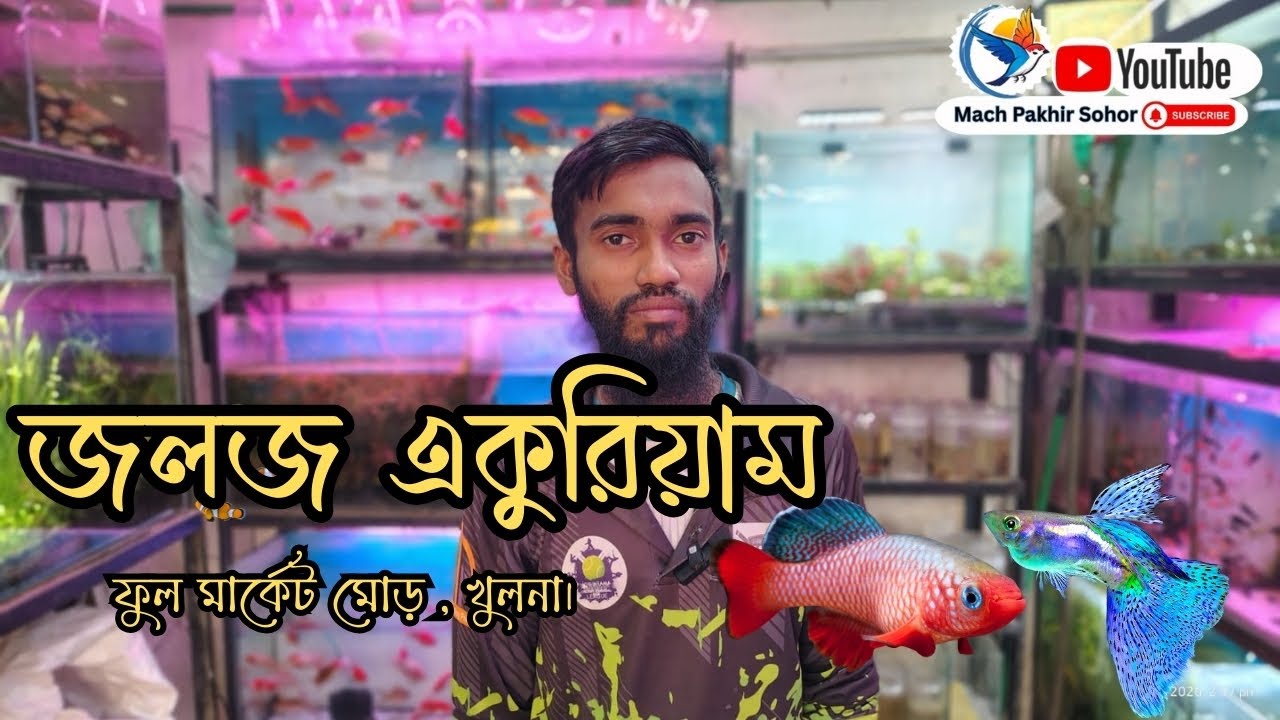 Aquarium fish shop in khulna।।রঙিন মাছের দোকান।। কাস্টমাইজ একুরিয়াম তৈরি করা হয় #aquariumfish #fish