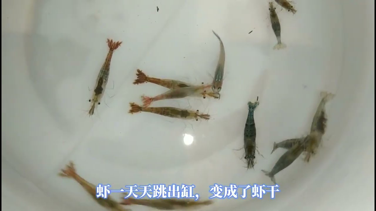 黑壳虾怎么养才能爆缸？无过滤不打氧，简单三点轻松养好黑壳虾原生鱼野采与饲养方法，鸫龟先生养鱼视频