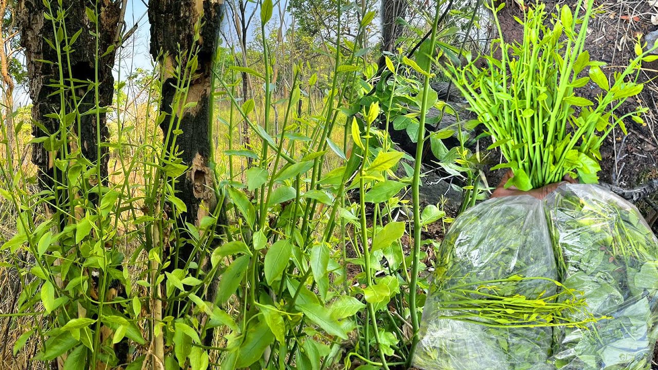 หมาน2เด้ง ยอดเท่าตะเกียบมาโคกเดียวได้ผักหวานกับผักอีนูน