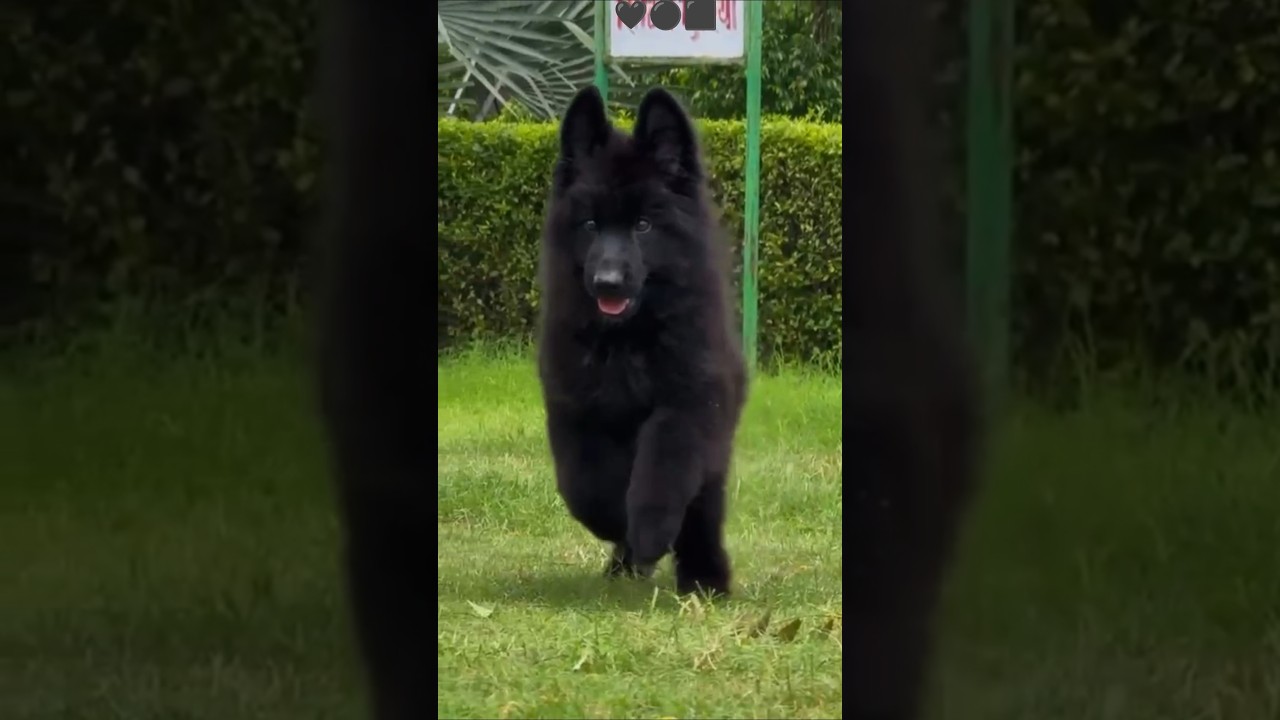 Contact No:8481012479 ☎️ Black Colour German Shepherd For Sale!!🔥 #gsd#germanshepherd#dogshop