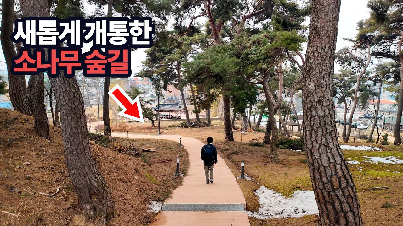 도심 전체가 역사 박물관/새롭게 개통한 소나무 숲길