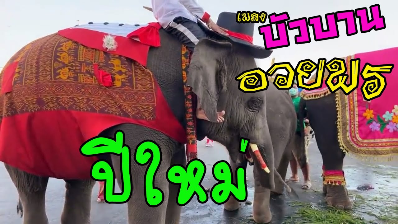 บัวบานอวยพรปีใหม่ : FC พลายบัวบาน [ official MV ]