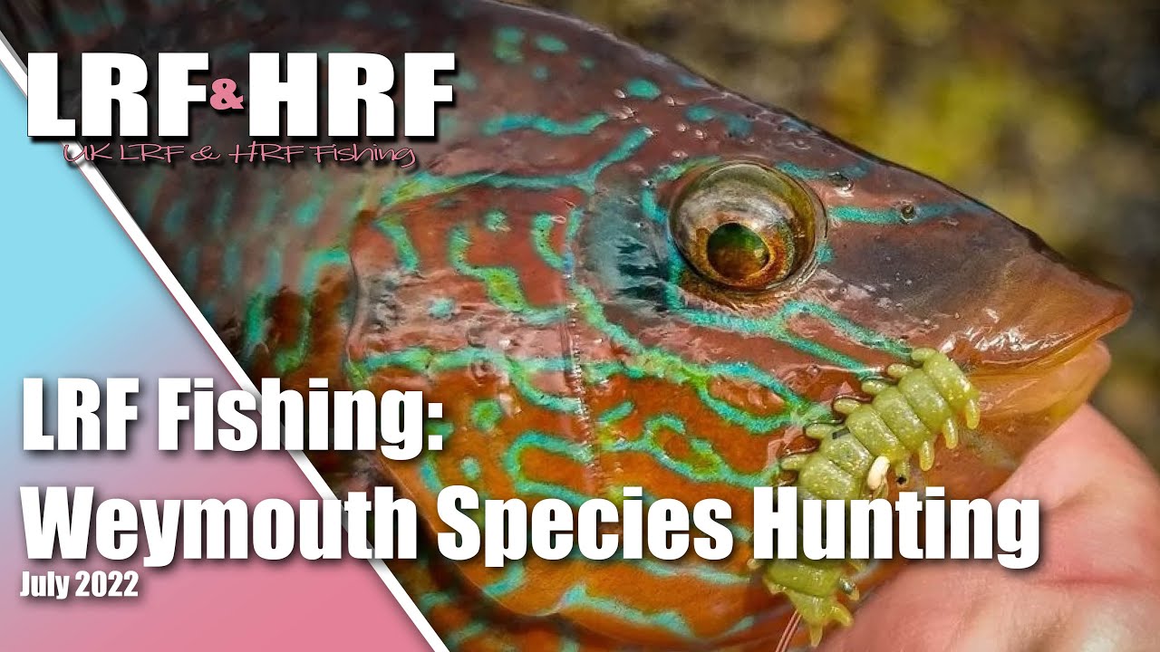 LRF Fishing: Weymouth Species Hunt