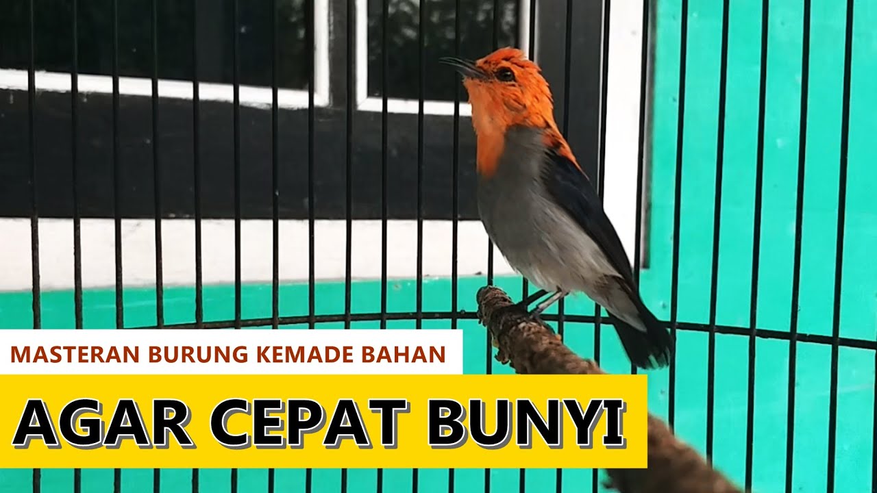 Suara burung KEMADE MERAH GACOR Full Nembak PEDAS , Pancingan Cit Keres BAHAN supaya cepat BUNYI LOT