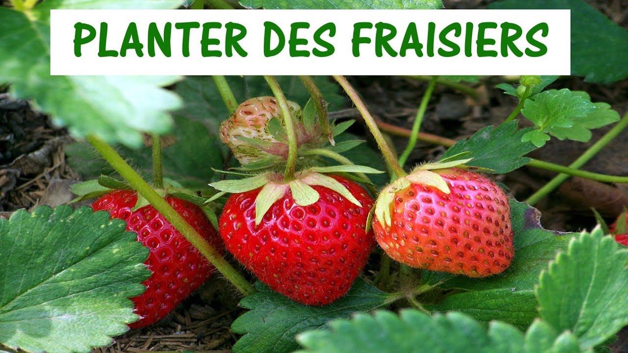 PLANTER DES FRAISIERS / cr&eacute;er une fraiseraie