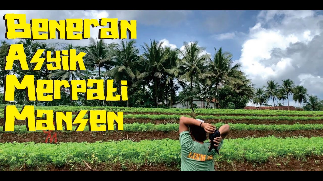 GOKIL!!! MERPATI BANDANGAN MANSEN TEMBUS 2KM SEKALIGUS💨💥💥