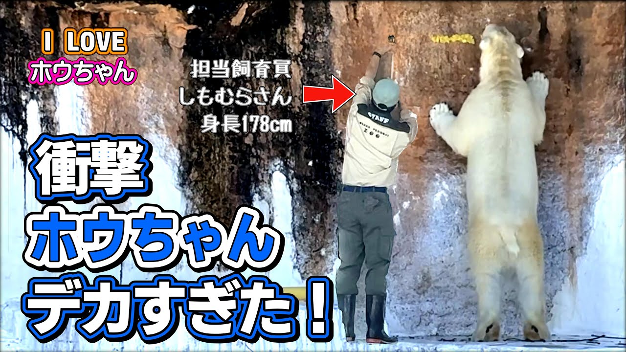 ホウちゃんの身長2メートル！178センチの飼育員さんと並ぶとホウちゃんのデカさに驚いた！