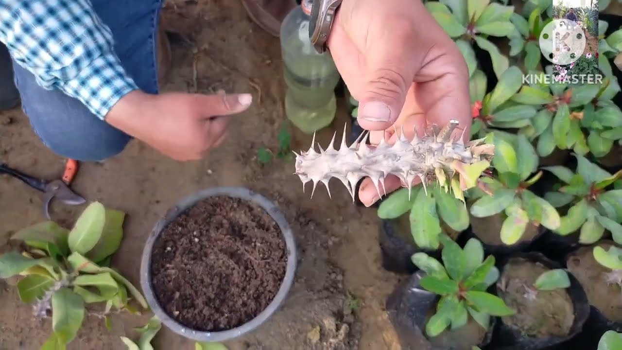 زراعه شوكه المسيح في المنزل للمبتدئين