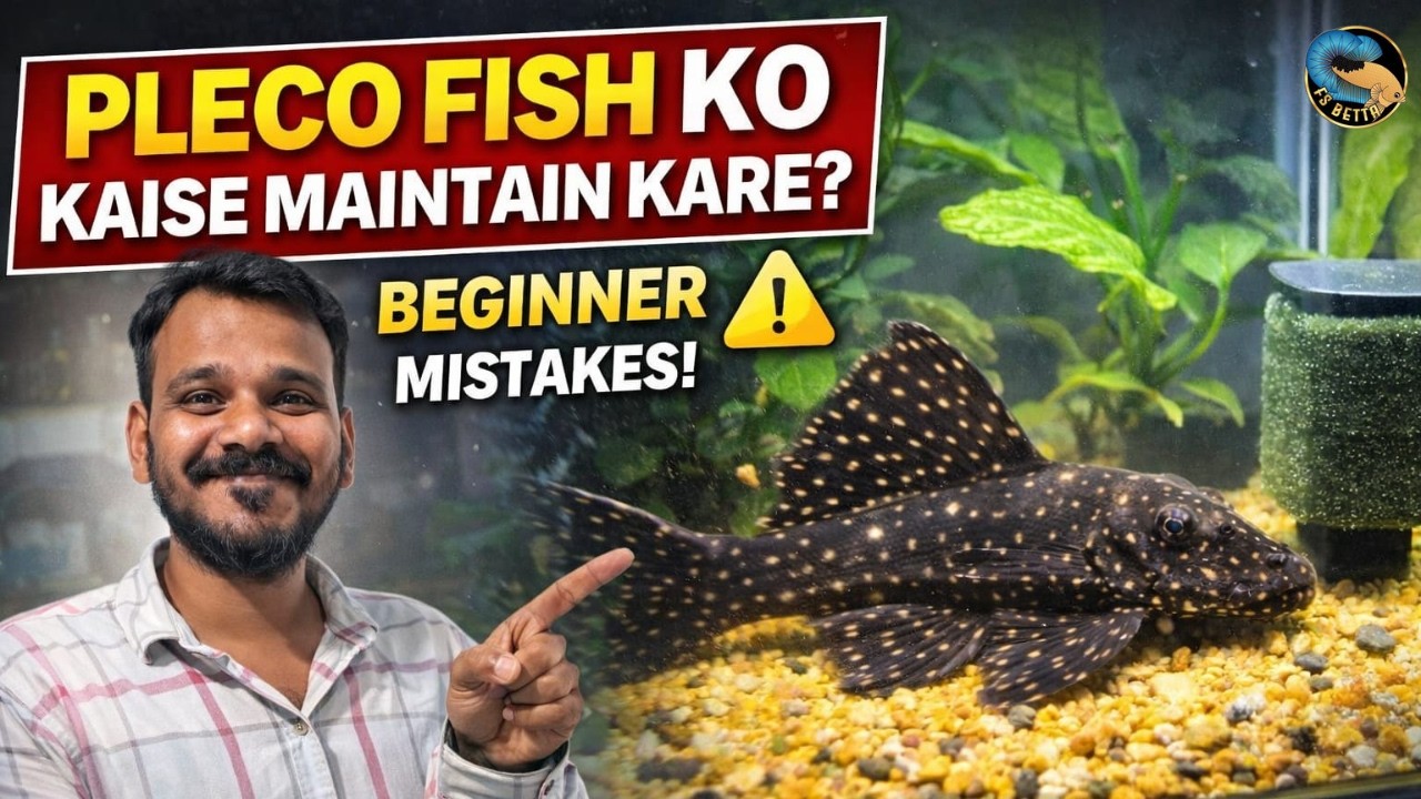 Kaise Maintain Rakhte hai Fish Ko Pleco Fish | Ramzan with Faizan Episode 1 | FS Betta Extra