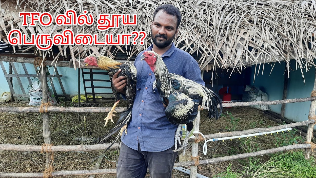 TFO வின் புதிய பெருவெடை பண்ணை !!! | TFO Farm channel