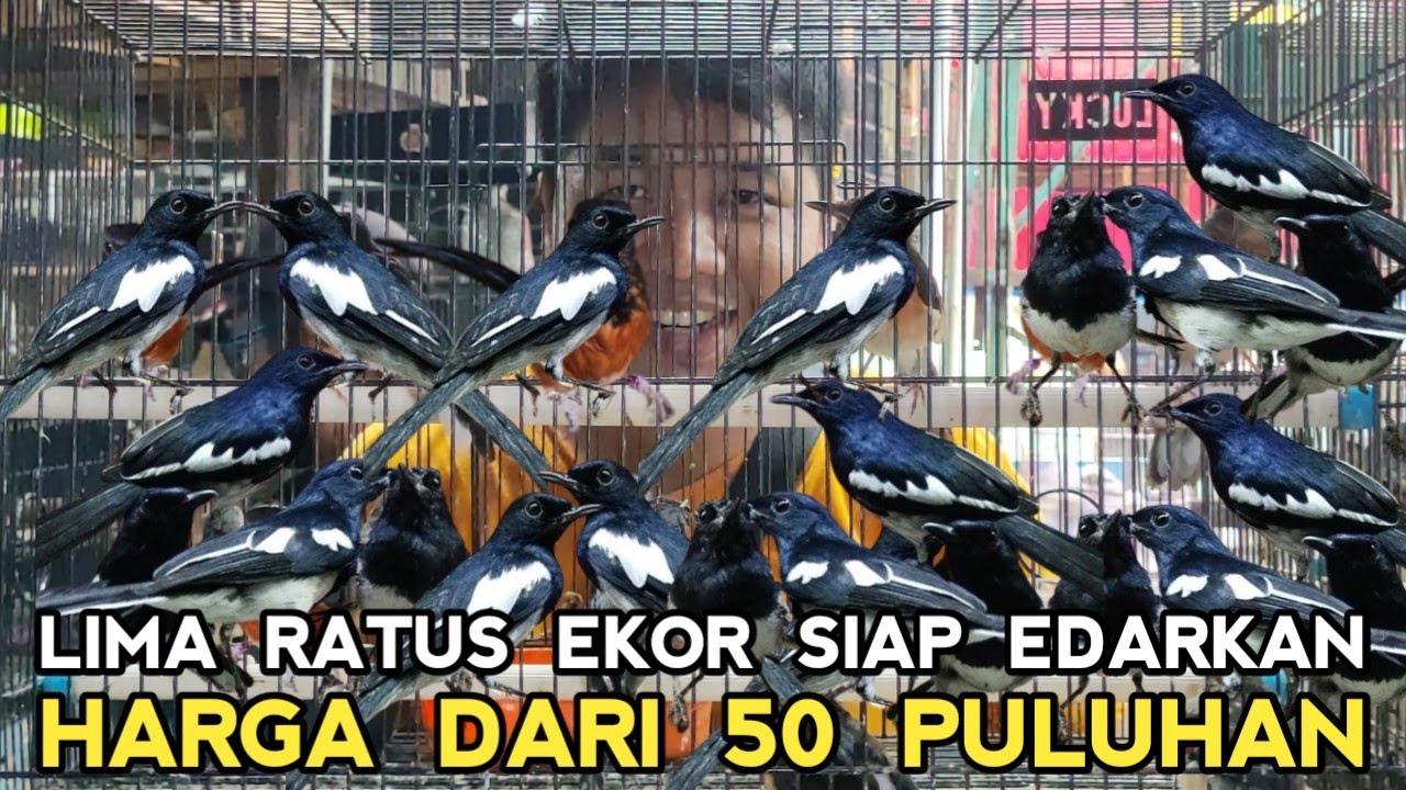 GAWAT !! BISA SEMURAH INI HARGA KACER DAPUT OMBYOKAN DR 50 RIBUAN DI KIOS SIGIT PASAR BURUNG PRAMUKA