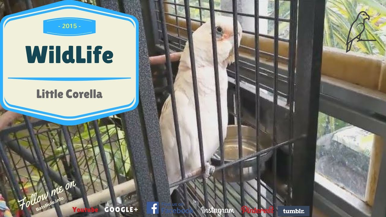 little corella