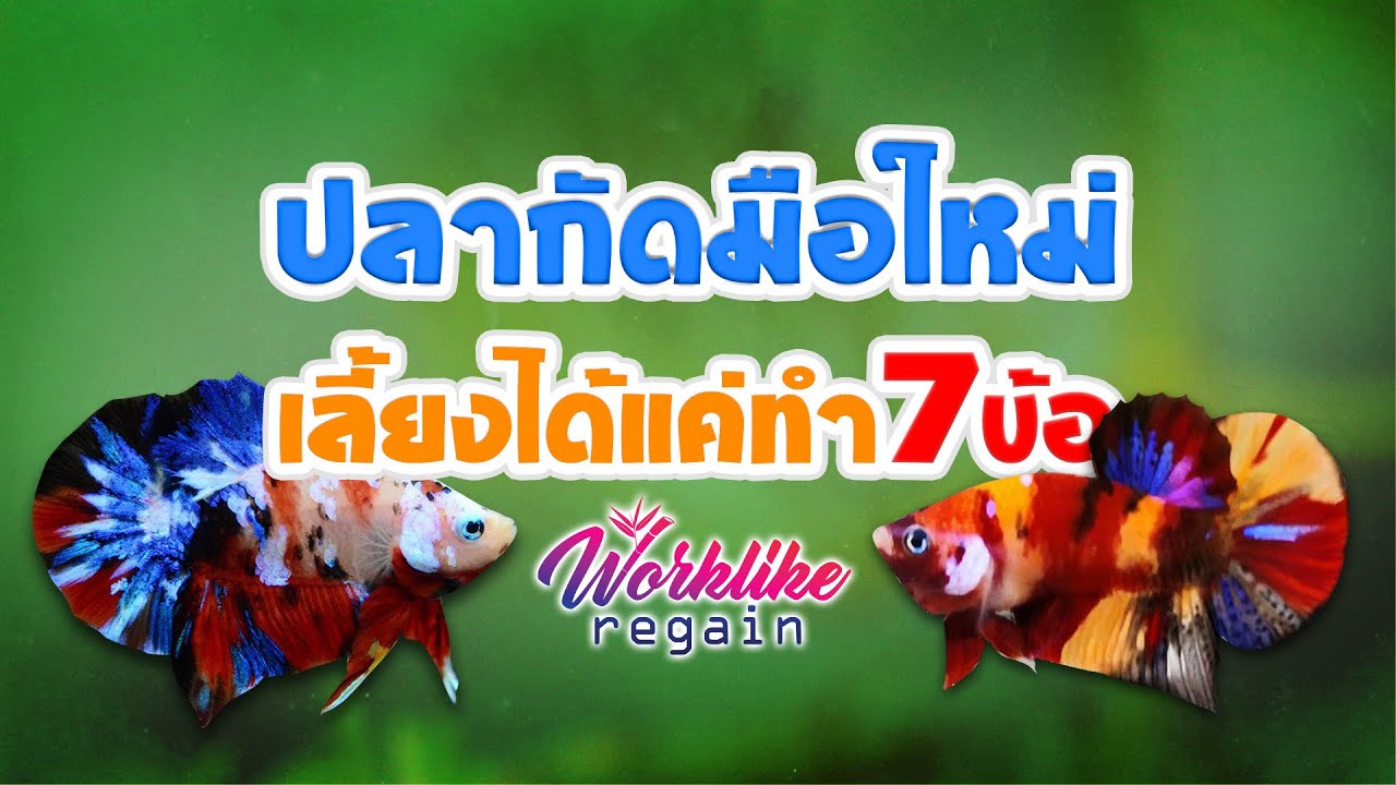 วิธีการเลี้ยงปลากัดสำหรับมือใหม่ง่ายๆเพียงทำ7ข้อ