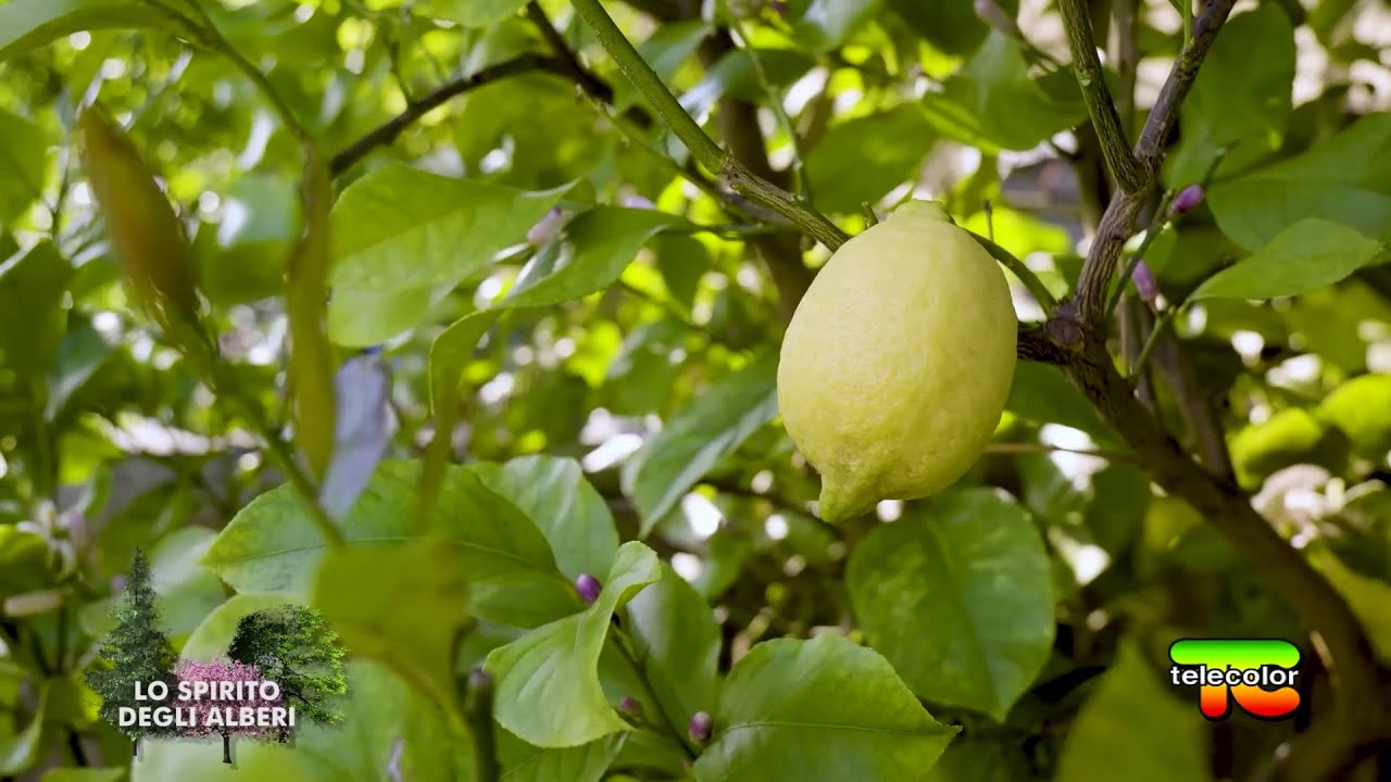 Lo spirito degli alberi: i LIMONI a Gargnano (BS) 17.06.2022