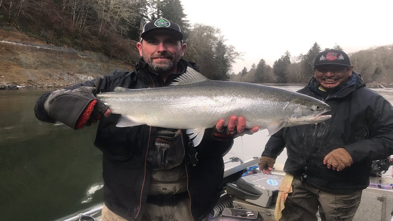 Quinault and Siletz Rivers Broodstock Steelhead