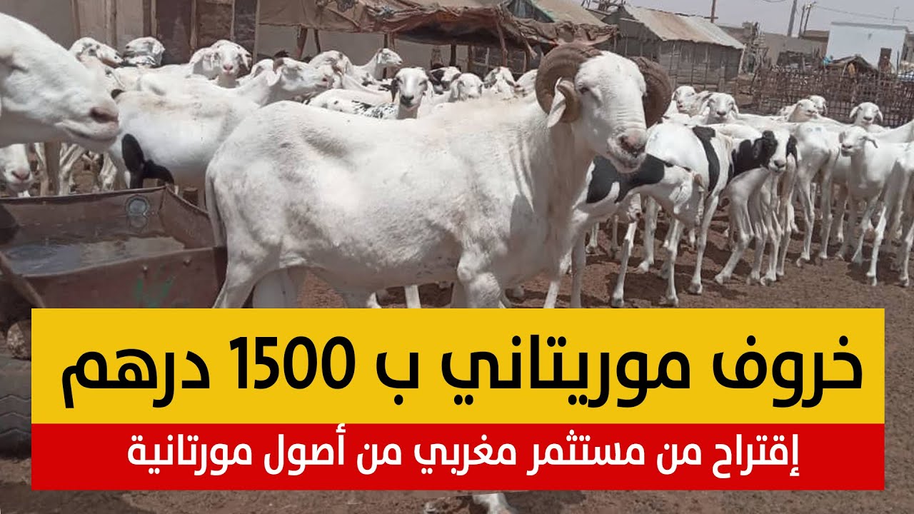 خروف موريتاني ب 1500 درهما .. سعر مقترح من أمين أمانة الله المستثمر المغربي من أصول موريتانية