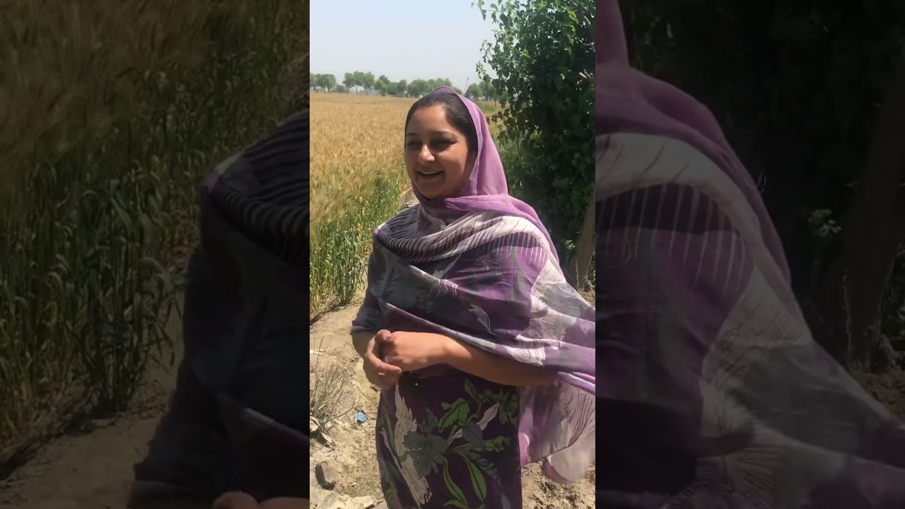 ਹਾਲ ਚਾਲ  ਕਣਕ ਦਾ🌾🌾🌾