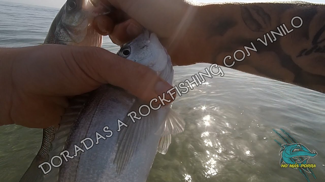 DORADAS CON VINILO//PICADA ÉPICA//ROCKFISHING