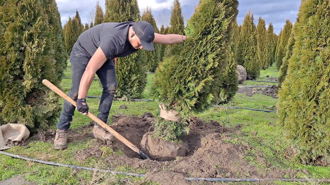 how to transplant  and dig arborvitae  como sacar y transplantar pinos