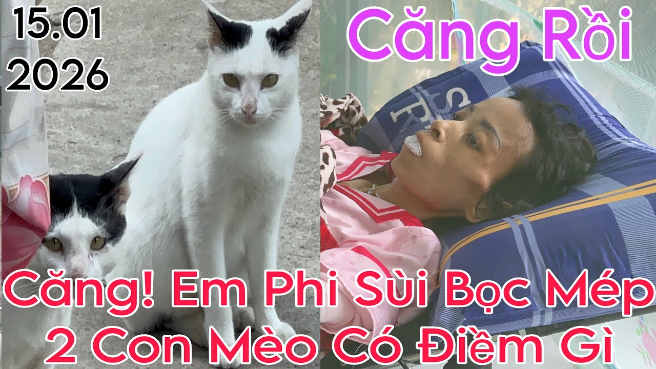 Căng! Phi Sùi Bọt Mép Khi 2 Con Mèo Ở Đây #yeucuocsong #giadinh #thinhhanh #giaitri 
