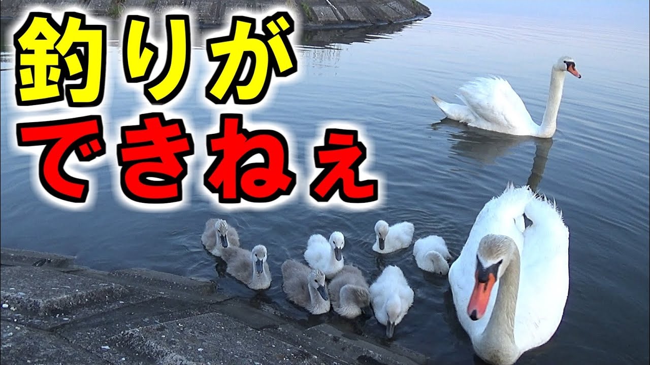 釣りをしてたら巨大白鳥の家族に絡まれた