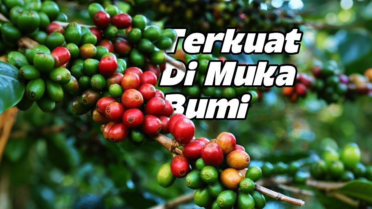 Petani menghasilkan 50juta kantong kopi di Brasil #munandartv