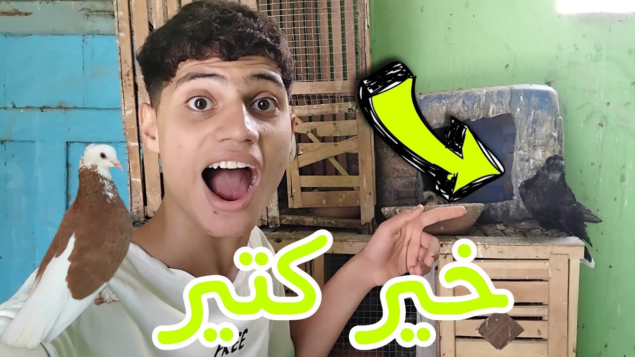 خير ربنا علينا 😍/وطلعت زغليل صغيره كتير 🥳والحمام الزاجل باض بعد فتره طويله اخيراااا 🥳🥰