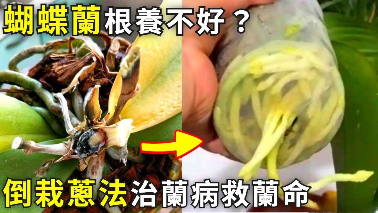 蝴蝶蘭爛根，5步倒栽蔥復活術，爛根救活率90%!|花花世界