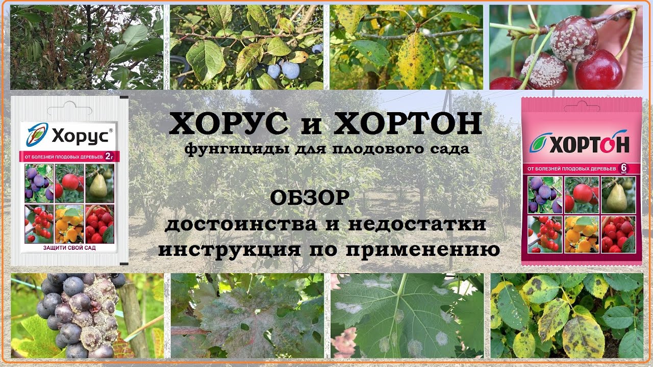 Хорус и Хортон. Обзор фунгицидов