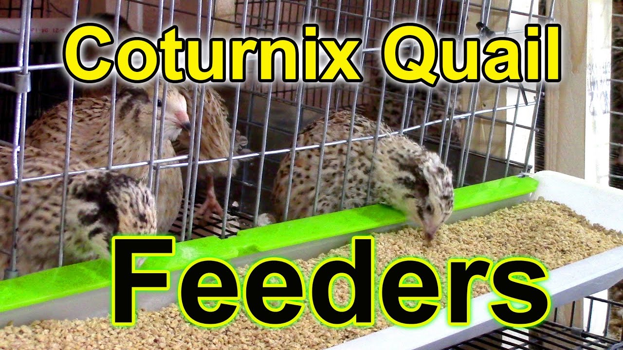 Кормушки для перепелов Coturnix — борьба с отходами корма