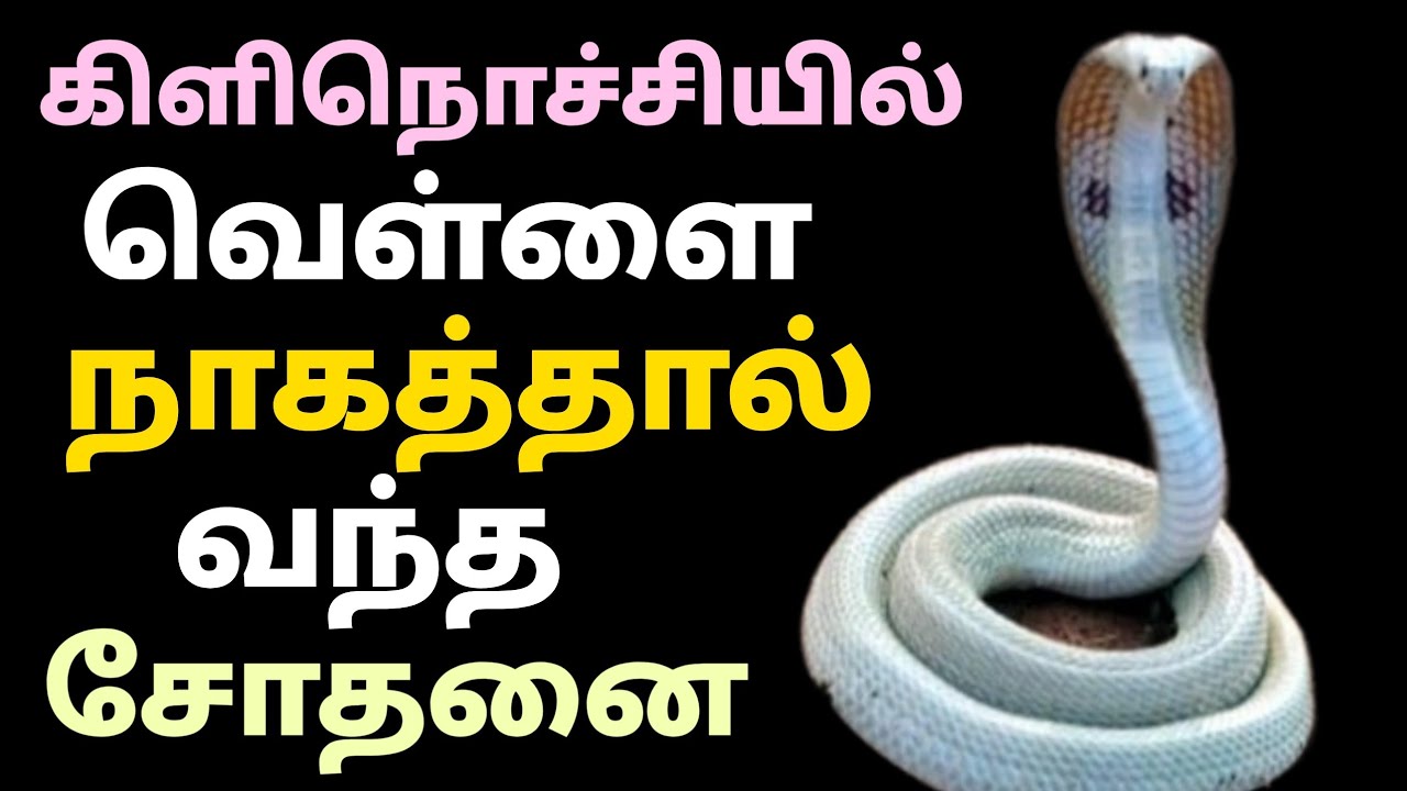 🔴மர்ம நாகம்மாள் வெள்ளை நாகமாக காட்சி தந்த அதிசயம்