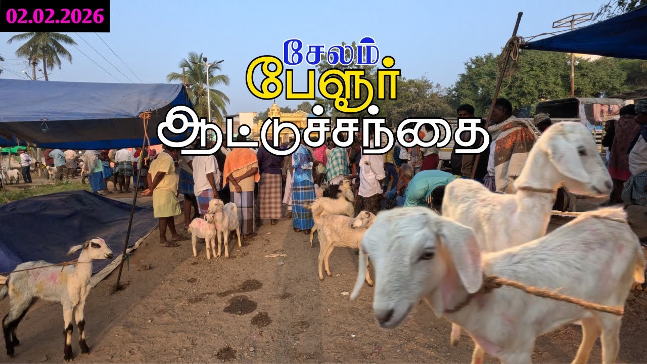 02.02.2026 🐐சேலம் பேளூர் ஆட்டுச்சந்தை | திங்கட்கிழமை சந்தை விலை அப்டேட் | Salem Belur Goat Market