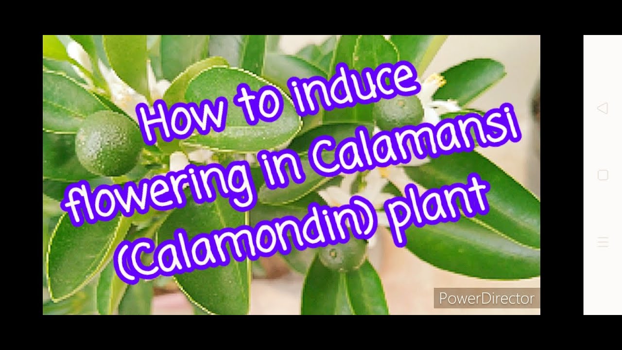 How to induce flowering in Calamansi (Calamondin) plant