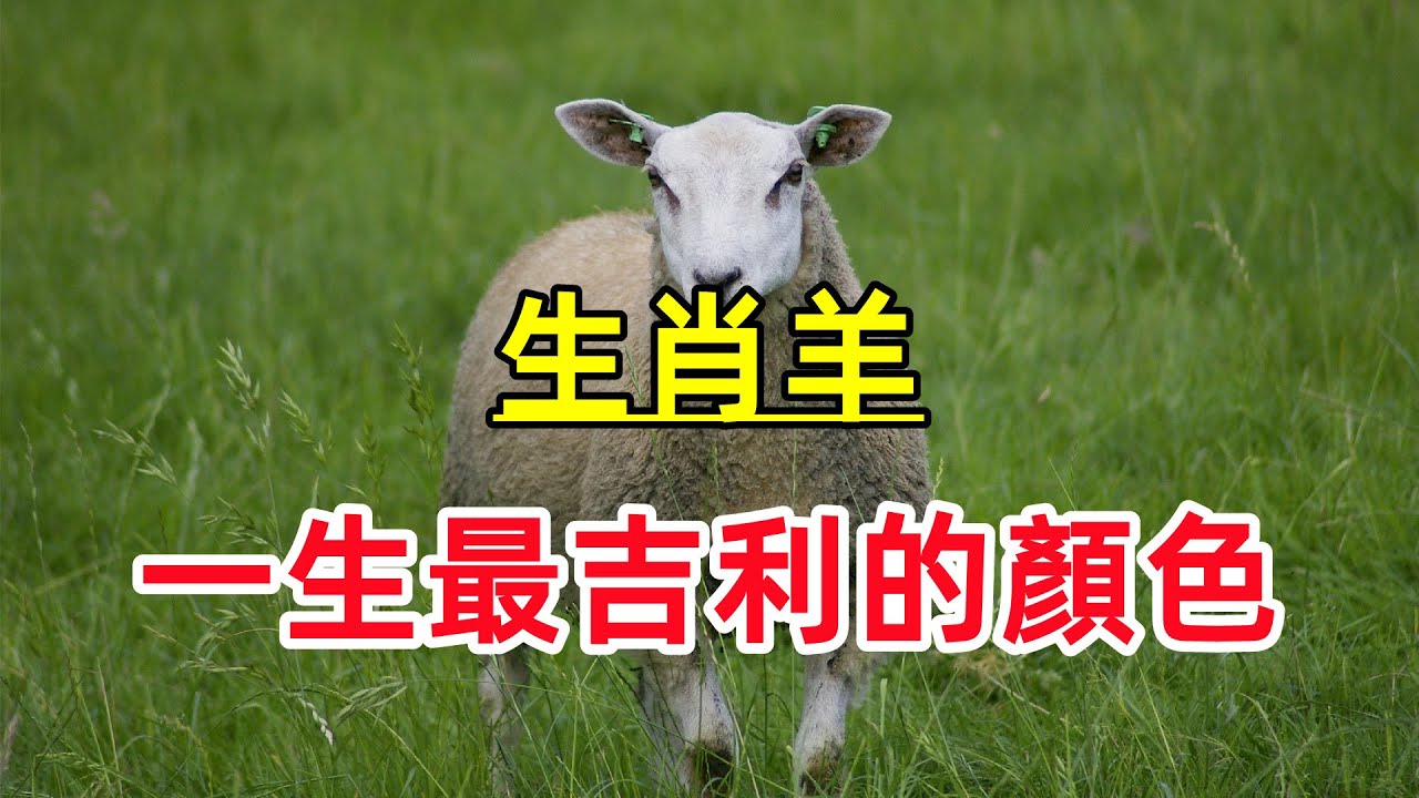 【生肖羊】一生「最吉利的顏色」屬羊人穿這個顏色的衣服，大富大貴發大財！