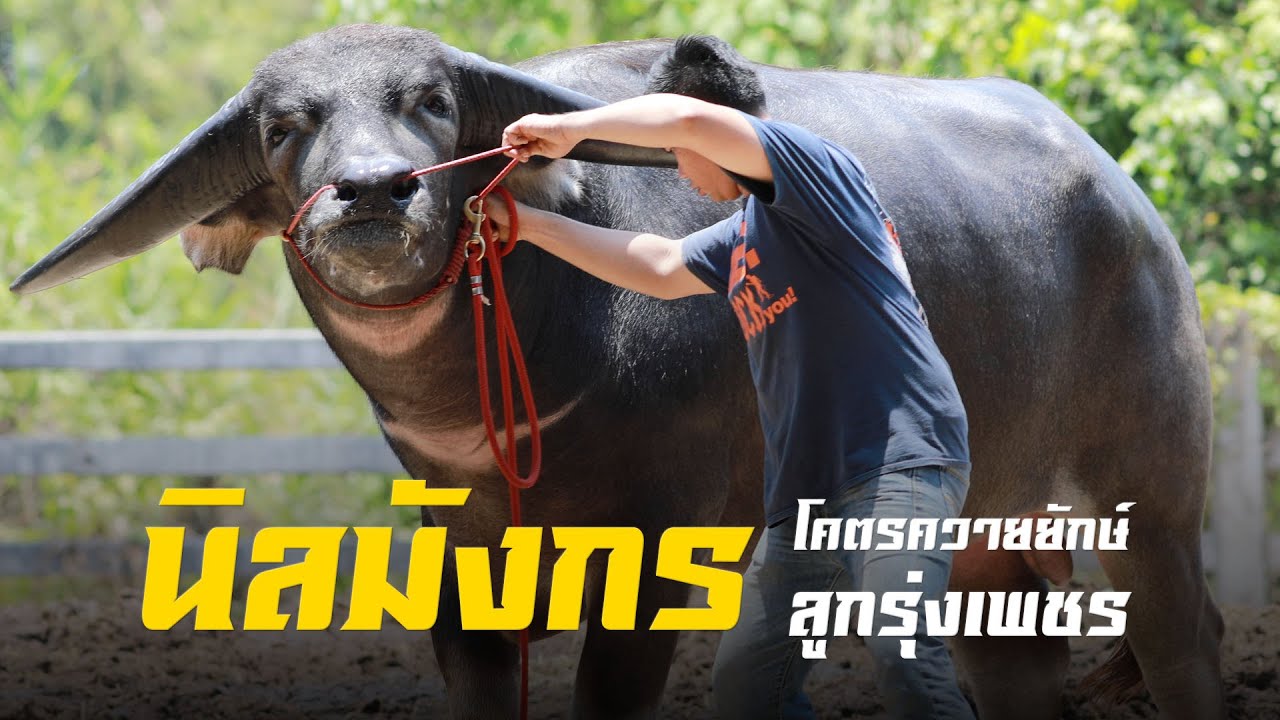 นิลมังกร ควายยักษ์เลือดรุ่งเพชร แห่งฟาร์มบ้านสวน จังหวัดอุทัยธานี