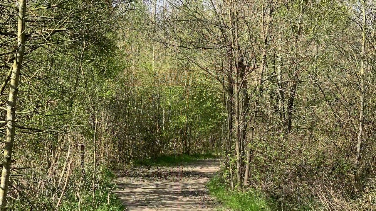 4 bossenwandeling