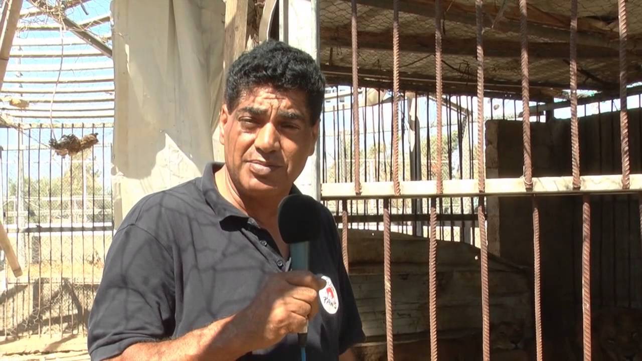 FOUR PAWS International Lion Rescue from Gaza