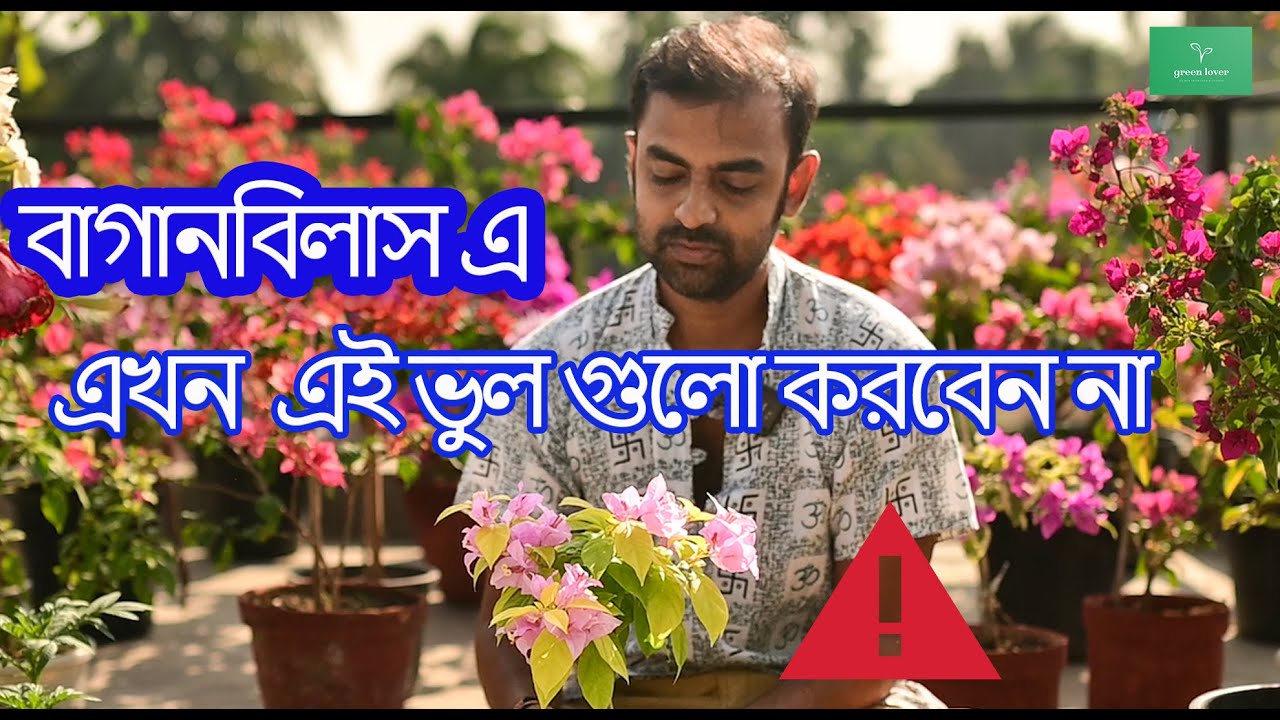 এই সময় বোগেনভেলিয়া তে এই ভুল গুলো করবেন না ❌❌// Don't do this mistake in bougainvillea this time.