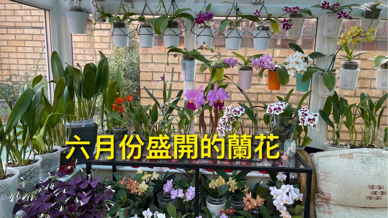 六月份盛開的蘭花 在我幾百棵蘭花裏，如果只可以留下一個品種 那我會留下那一類品種呢？