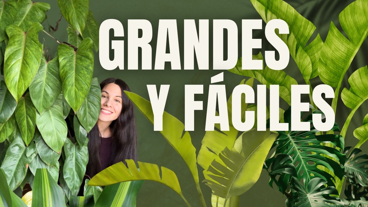 🪴 Cinco PLANTAS grandes perfectas para principiantes!